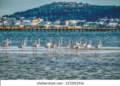 A Flock Of Flamingos Stand In The Étang De Thau Lake With The Town Of Sète In The Background