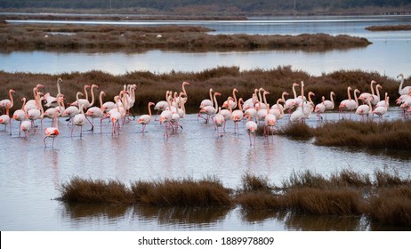 flock of flamingos in their natural ecosystem
