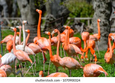 Flock of Flamingos in the zoo