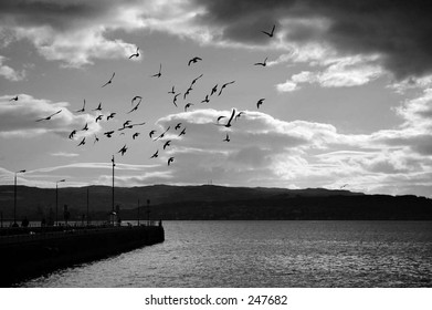 flock in flight