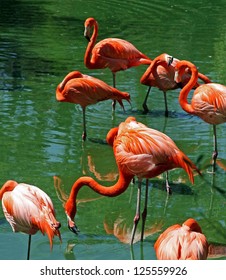 Flock Of Florida Pink Flamingos Along Pond Shore