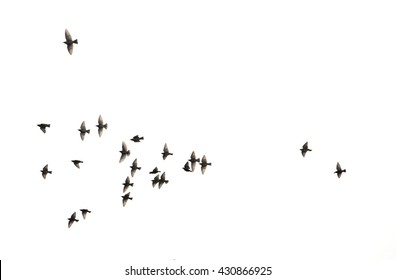 a flock of flying birds. 