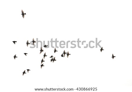 a flock of flying birds. 