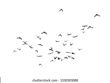 A flock of flying birds in the sky - Shutterstock ID 1330303088