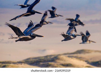 Flock Flying Brown Pelicans Sand Dunes Stock Photo 2169295319 