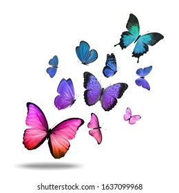 1,119,703 Colored butterflies Images, Stock Photos & Vectors | Shutterstock