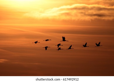 Flock Of Flying Common Cranes (Grus Grus) In V Formation With The Setting Sun Sky In Background, Departing Birds.