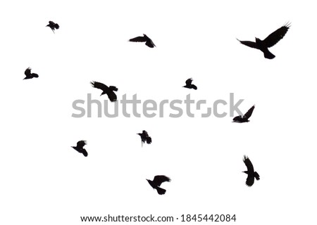 Flock of flying crows isolated on white background. Flock of birds isolated on white. Black crows are isolated in flight.