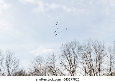 Flock of flying ducks