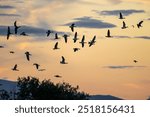 Flock of flying geese at dawn. Silhouette of many greylag goose or graylag goose (Anser anser) in flight with a beautiful sunrise sky in background. Isola dell Cona nature reserve, Italy.