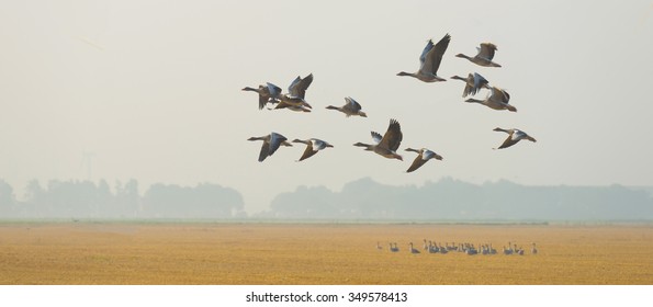 Flock Of Flying Geese In Summer