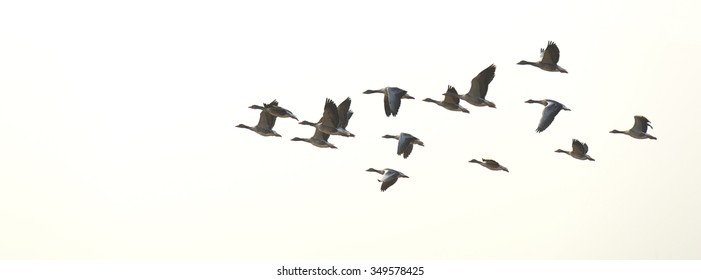 Flock Of Flying Geese In Summer