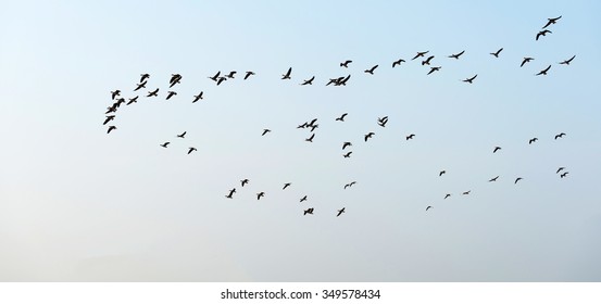 Flock Of Flying Geese In Summer