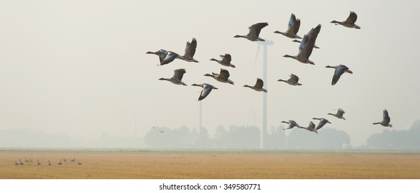 Flock Of Flying Geese In Summer