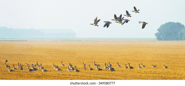 Flock Of Flying Geese In Summer