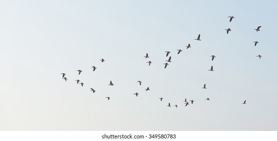 Flock Of Flying Geese In Summer