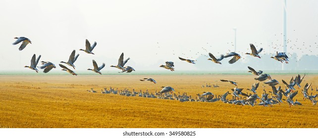 Flock Of Flying Geese In Summer