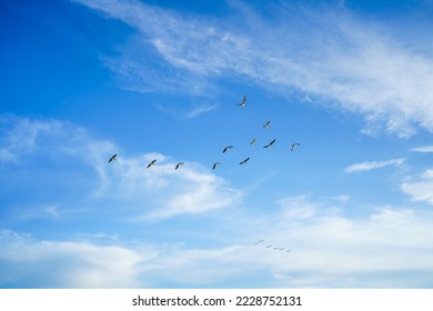 Flock of flying pelicans. Cloudy sky and silhouette of flying birds. Tranquil scene, freedom, hope, motivation concept, copy space
