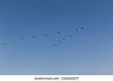 Flock of flying pelicans on blue sky. Its a Pink-backed pelican , Pelecanus rufescens in Djoudj national park, Senegal. It is bird sanctuary in Africa.