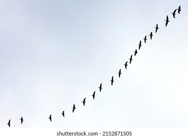 A Flock Of Flying Wild Geese Against The Blue Sky In The Clouds