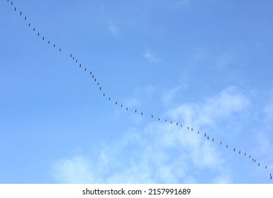 A Flock Of Flying Wild Geese Against The Blue Sky In The Clouds