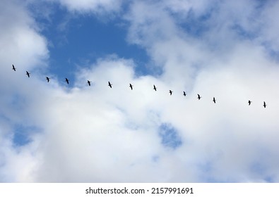 A Flock Of Flying Wild Geese Against The Blue Sky In The Clouds