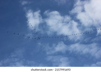 A Flock Of Flying Wild Geese Against The Blue Sky In The Clouds