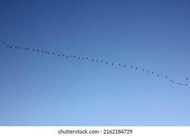 A Flock Of Flying Wild Geese Against The Blue Sky In The Clouds