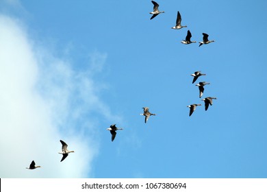 Flock of flying wild Greater white-fronted geese (Anser albifrons) against blue sky