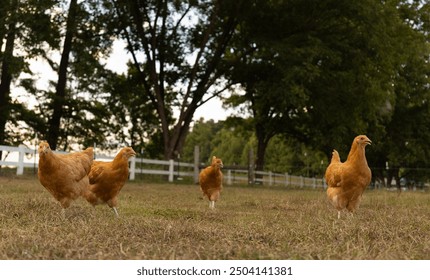 Flock of free range buff Orpington chicken pullets searching over a pasture for bugs and seeds to eat.  - Powered by Shutterstock