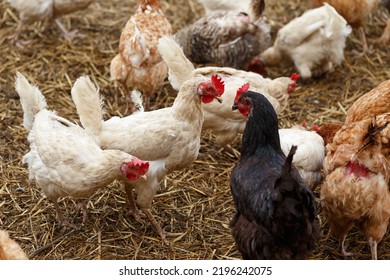 a flock of free range chickens roaming for food on a farmyard