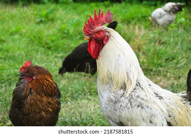 3,501 Running rooster Images, Stock Photos & Vectors | Shutterstock