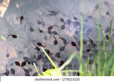 flock of frog tadpoles on the surface at the edge of the pond