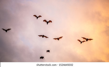 A flock of fruit bats in the sunset sky. The small flying fox, island flying fox or variable flying fox (Pteropus hypomelanus), fruit bat . Fox bat flying in the sunset sky. 