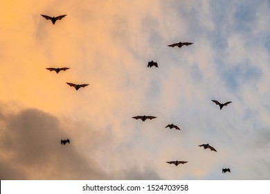 A flock of fruit bats in the sunset sky. The small flying fox, island flying fox or variable flying fox (Pteropus hypomelanus), fruit bat . Fox bat flying in the sunset sky. 