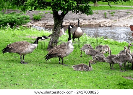 Flock gaggle Canadian geese. Canada goose. Gosling goslings babies young. Springtime spring. Lake pond green grass tree. Parents. Adult adults. Down downy feathers. Symbol. Wild wildlife water fowl.