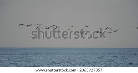 flock of gannets flying over the sea