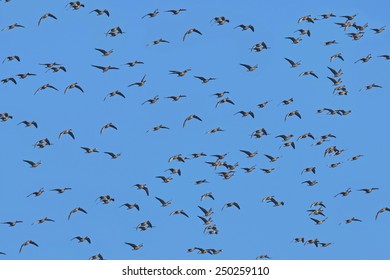 A Flock Of Geese Anser Albifrons