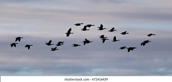 Flock of geese Anser albifrons (silhouette) flying over the Atlantic ocean near Iceland