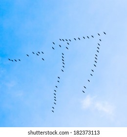 Flock of Geese flies in V-formation flying in blue spring sky