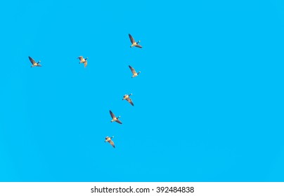 Flock Of Geese Flying In A Blue Sky