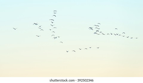 Flock Of Geese Flying In A Blue Sky