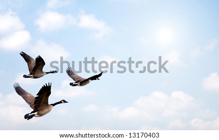 Flock of Geese flying, with a bright background.