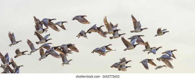 Flock of geese flying in formation in winter in a natural park - Powered by Shutterstock