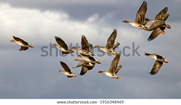 A flock of geese flying on the spring sky.\
Greater white-fronted goose (Anser albifrons) and Taiga bean goose\
(Anser fabalis).