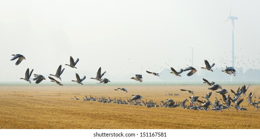 Flock Of Geese Flying In Summer