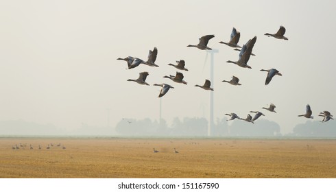 Flock Of Geese Flying In Summer