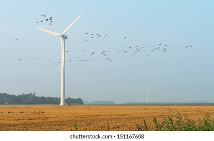 Flock Of Geese Flying In Summer