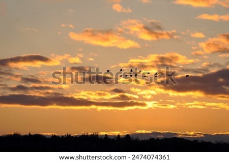 Similar – Foto Bild Abendflug der Gänse beim Sonnenuntergang