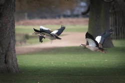 Flock Of Geese Flying Through The Park